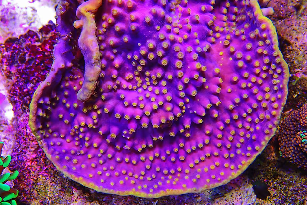 Pagoda Cup Coral