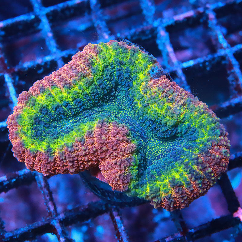 Lobophyllia