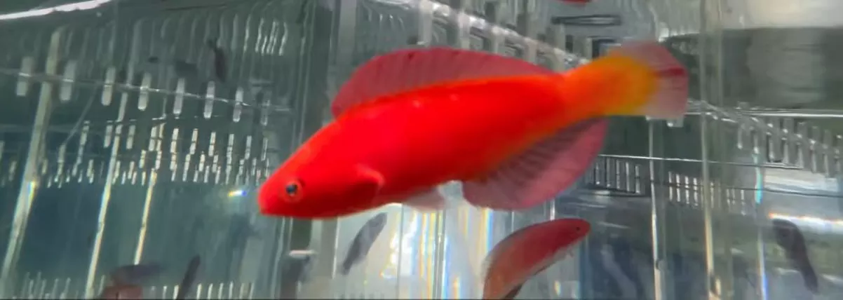 Magma Fairy Wrasse