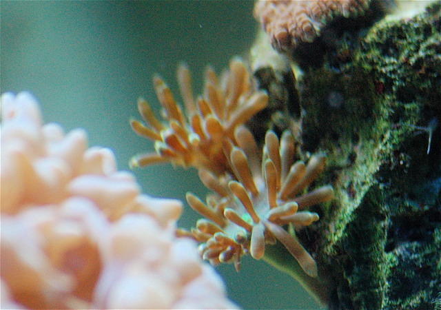 How to Get Rid of Majano Anemones