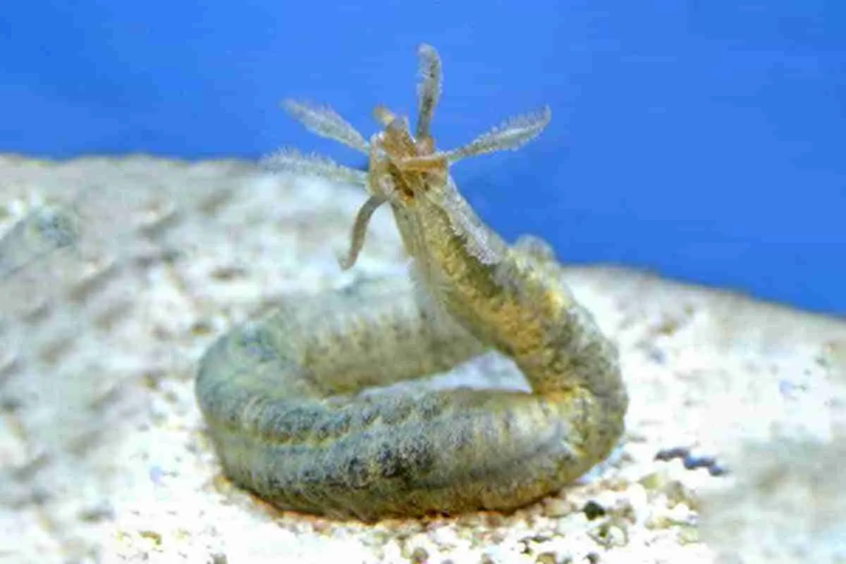 Medusa Worm