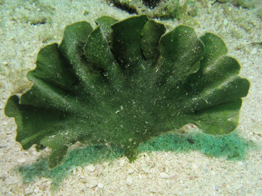 Mermaid’s Fan Macroalgae