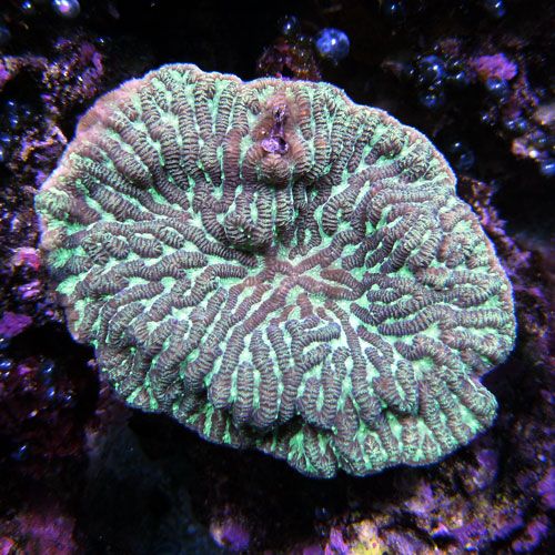Merulina