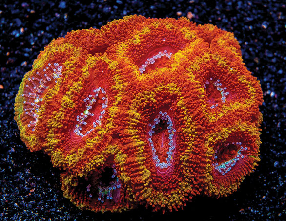 Micromussa