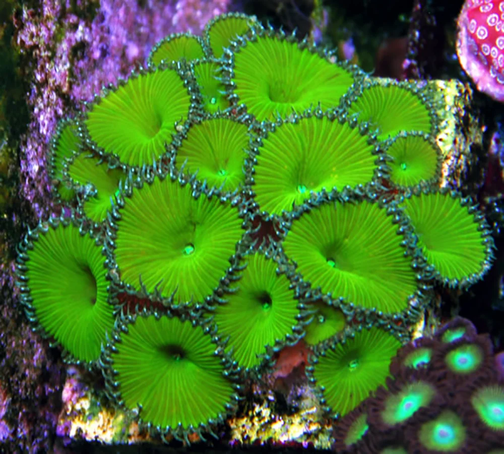 Nuclear Green