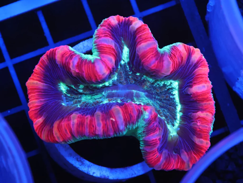Open Brain Coral