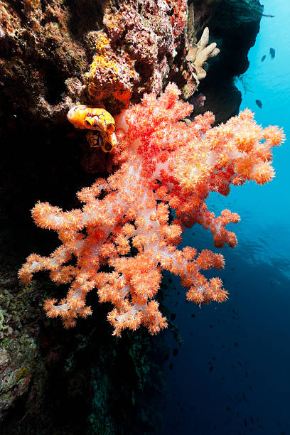 Carnation Coral