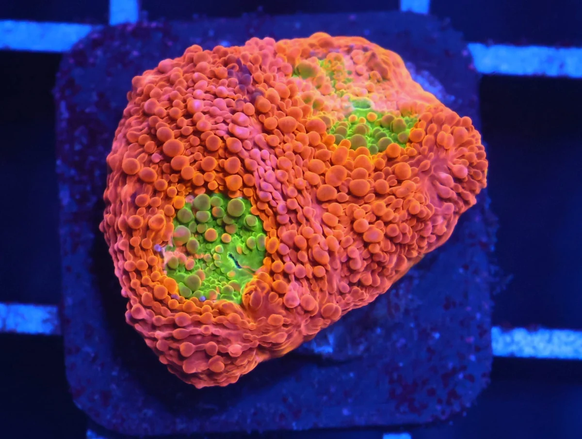 Acan Echinata