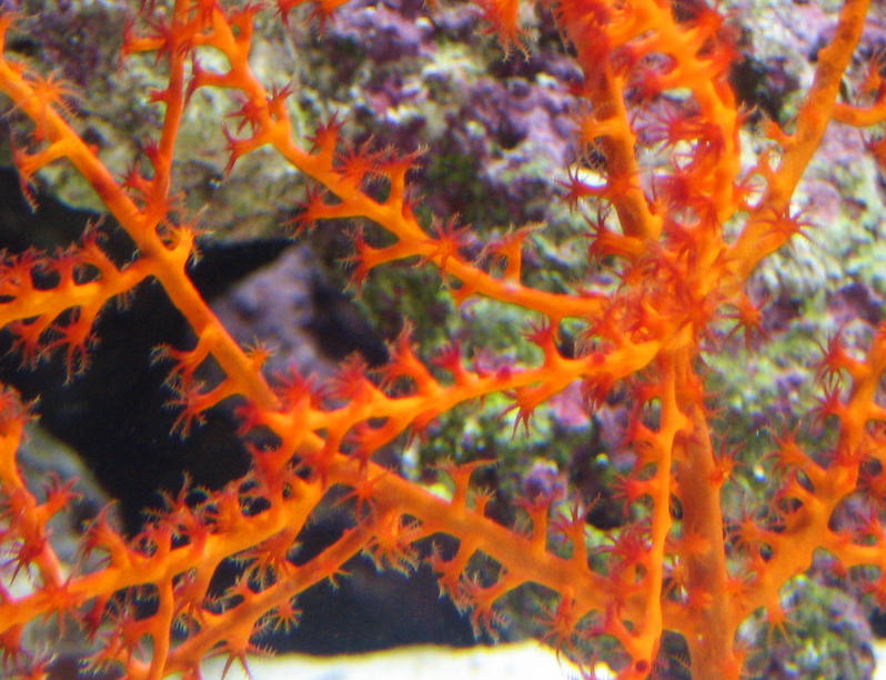Orange Polyp Gorgonian