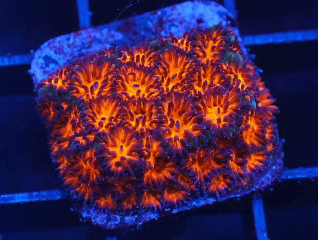 Leptastrea