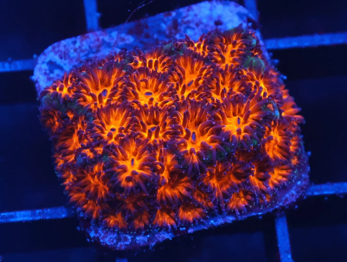 Leptastrea