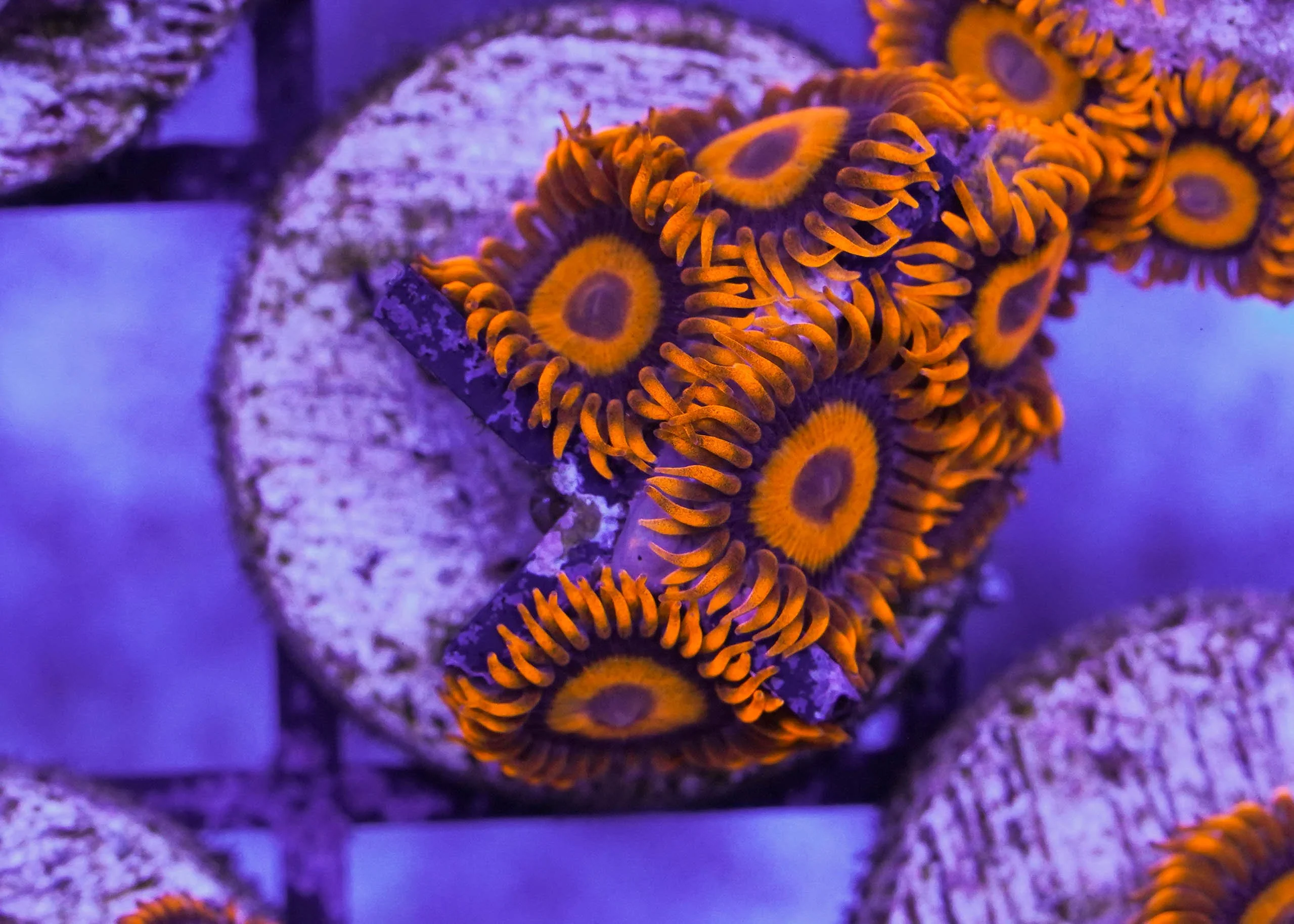 Orange Oxide