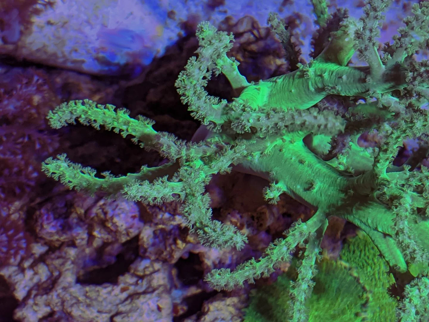 Palau Green Nephthea