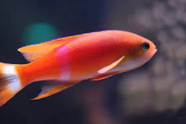Pictilis Anthias