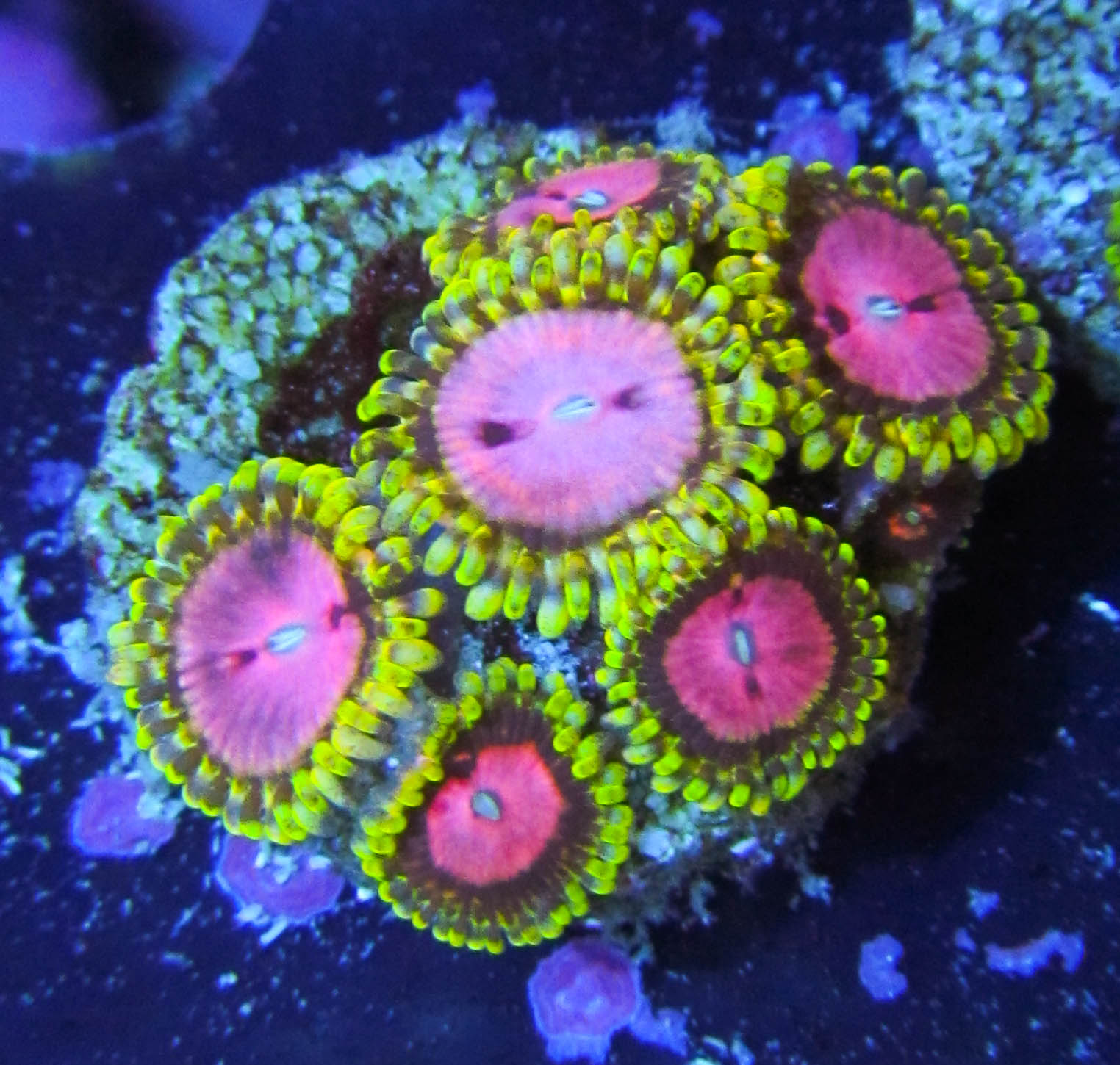 Pink Diamonds