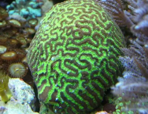Platygyra Brain Coral