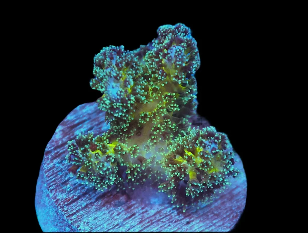 Pocillopora