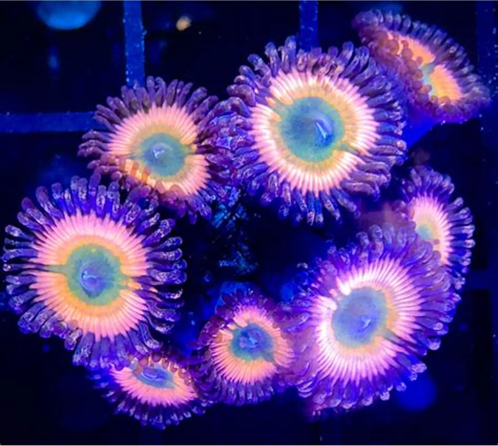 Rainbow Infusion