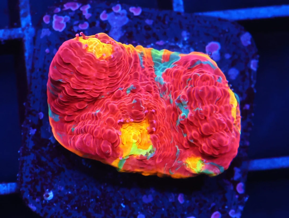 Rainbow Jelly Bean