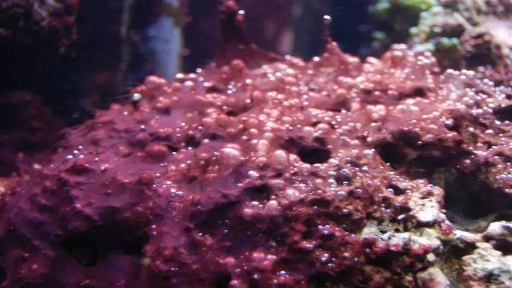 How to Get Rid of Red Slime (Cyanobacteria)