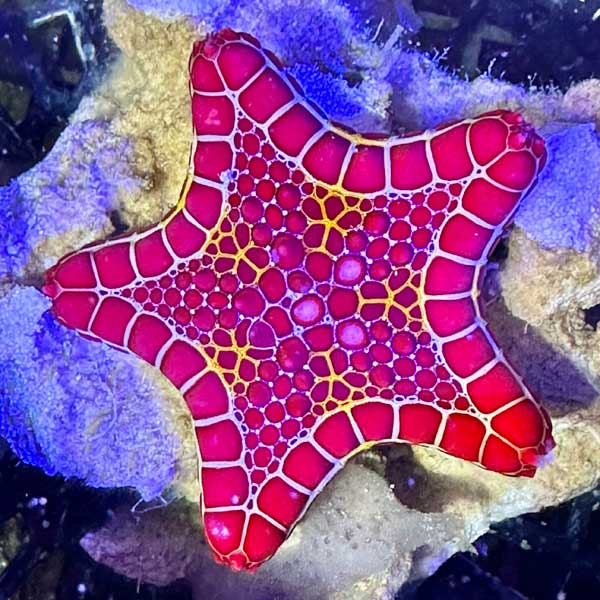 Red Biscuit Sea Star