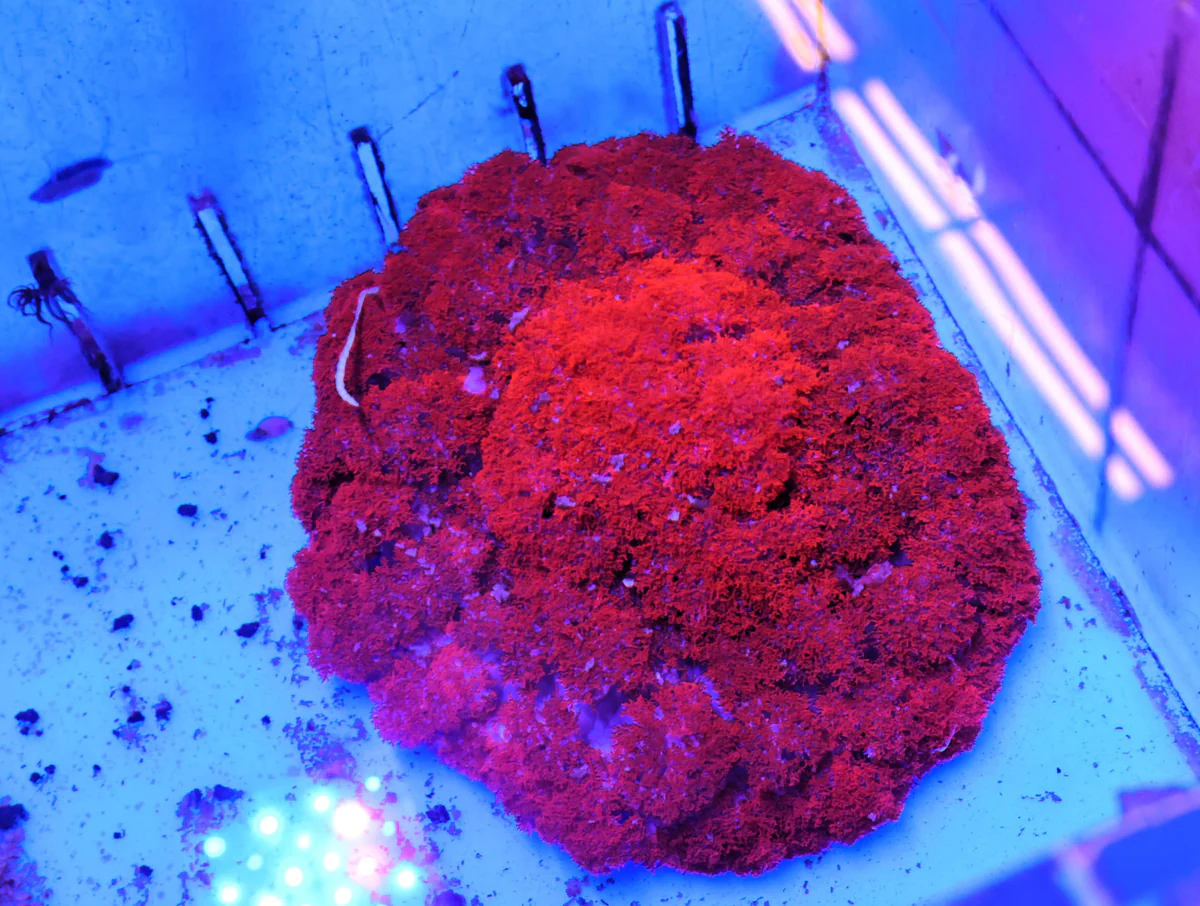 Red Fire Anemone