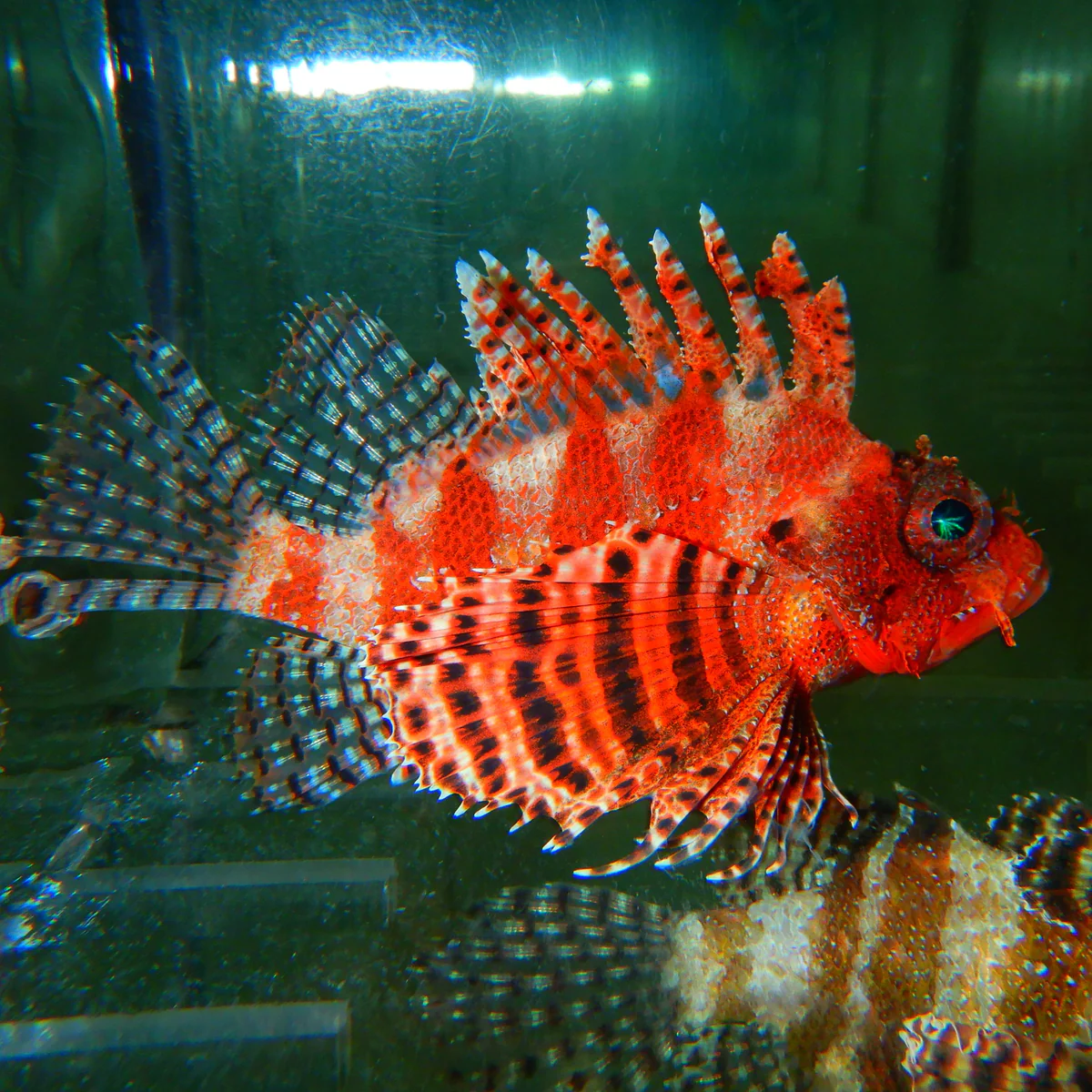 Red Fuzzy Dwarf Lionfish