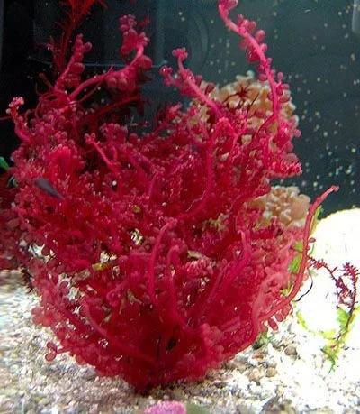 Red Grape Caulerpa