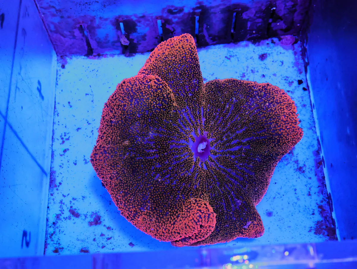Saddle Carpet Anemone