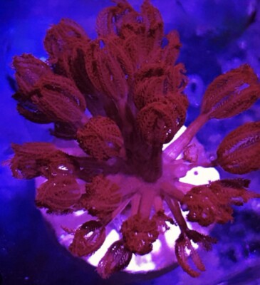 Red Xenia