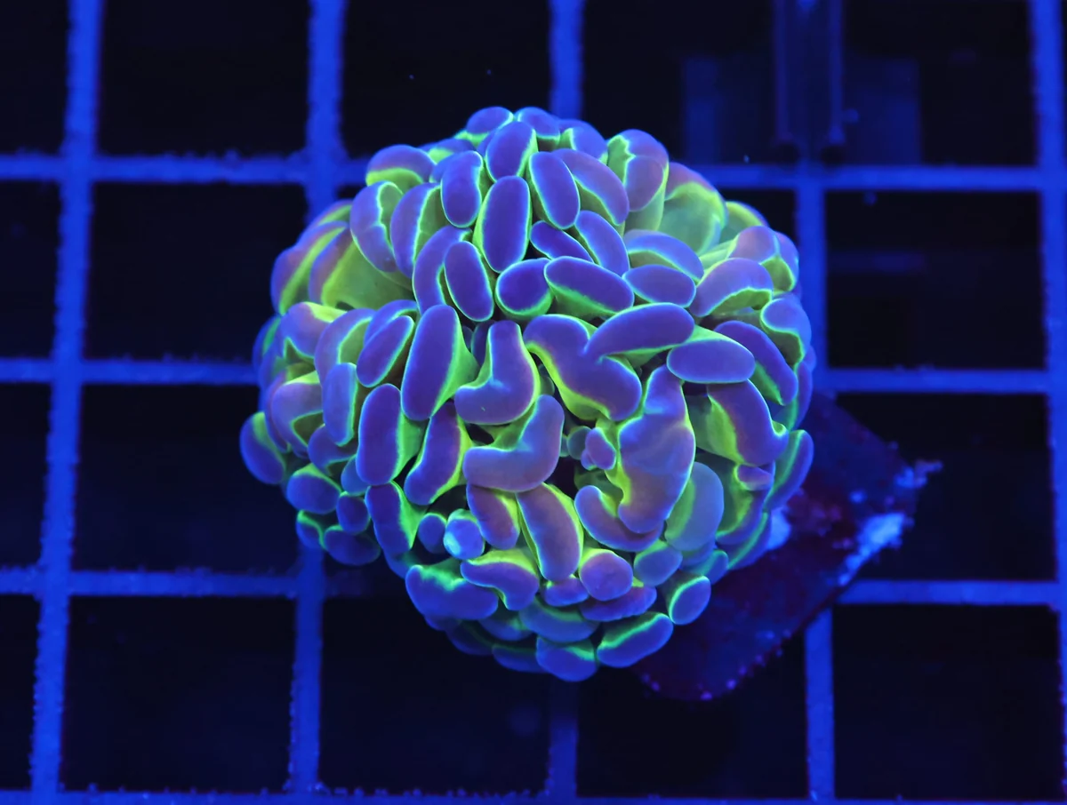 Reverse Hologram