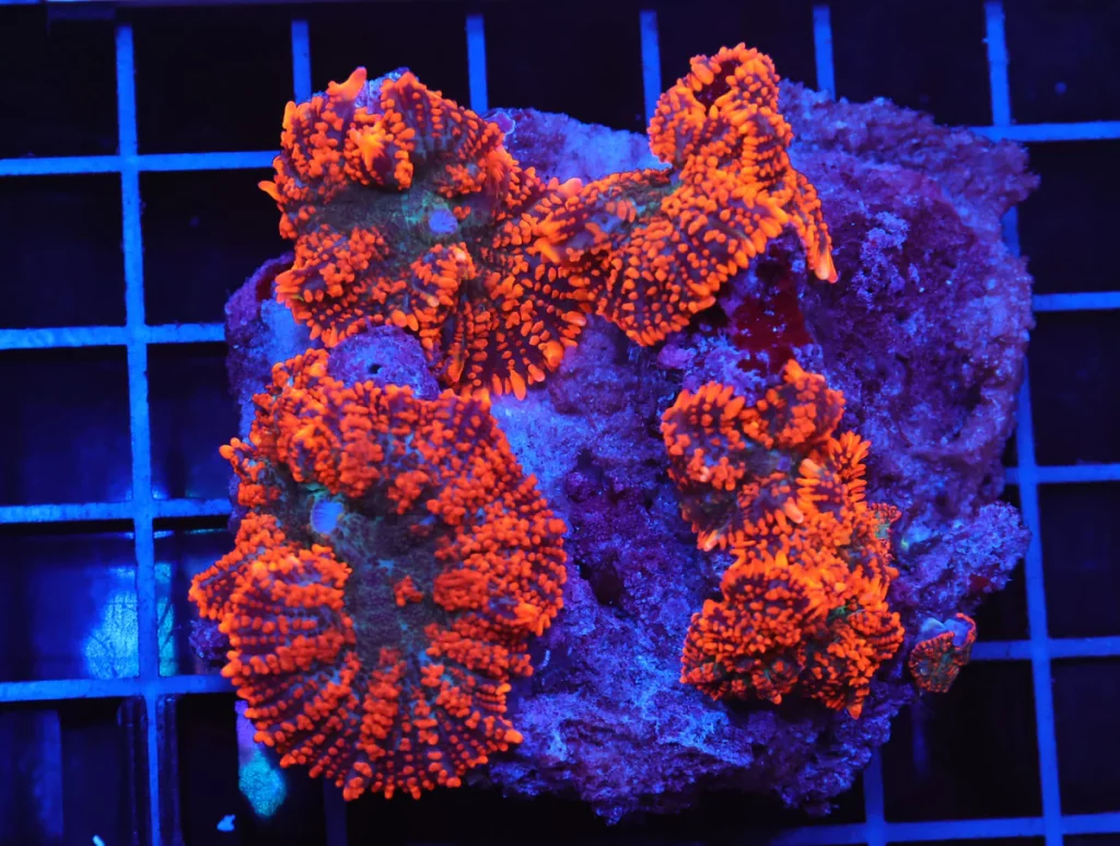 Rhodactis Mushroom