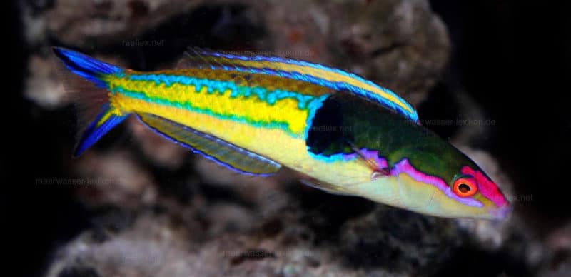 Royal Pencil Wrasse