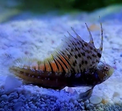 Sailfin Gulf Blenny