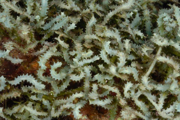 Sawblade Caulerpa