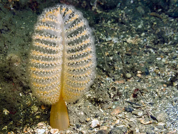Sea Pen