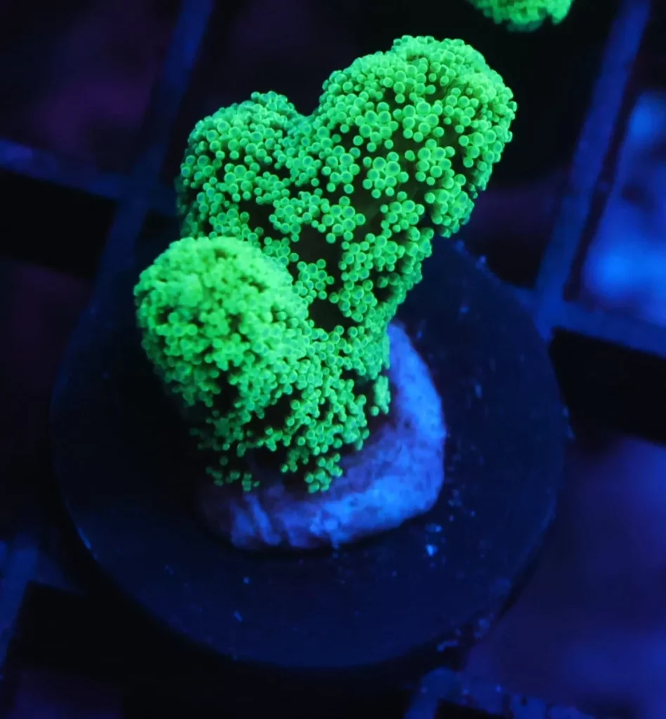 Birdsnest Coral
