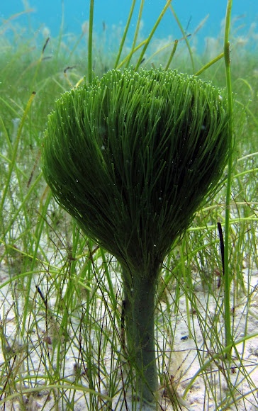 Shaving Brush Algae