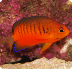 Shepard’s Angelfish