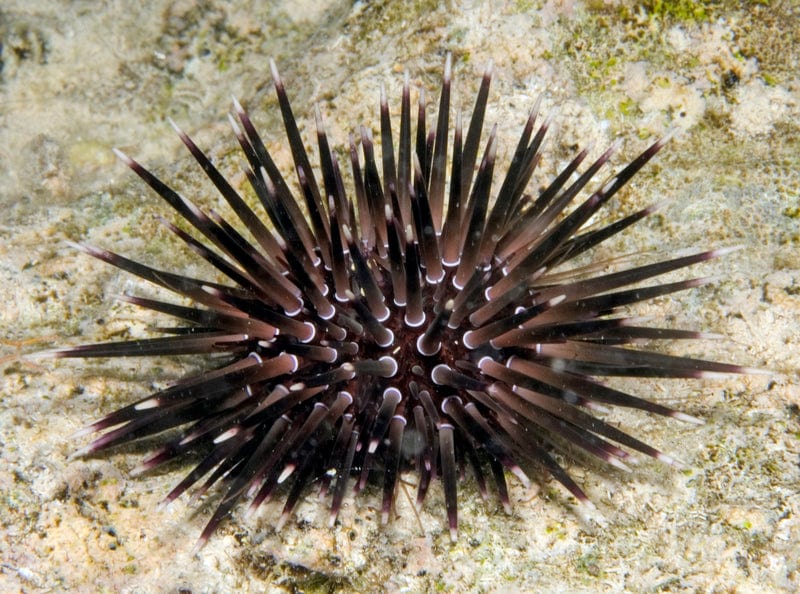 Short Black Urchin