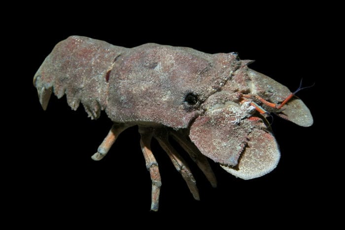 Slipper Lobster