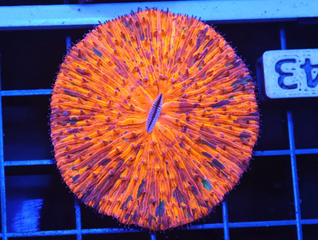 Fungia Plate Coral