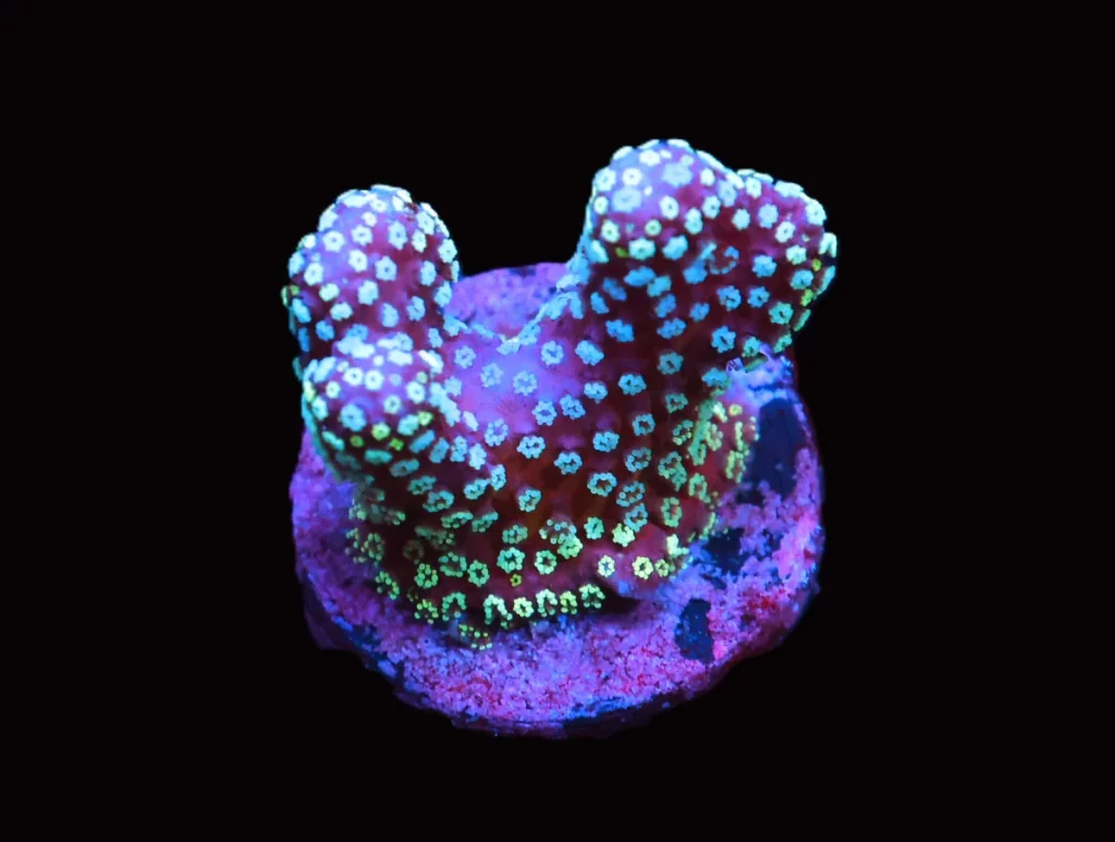Stylophora