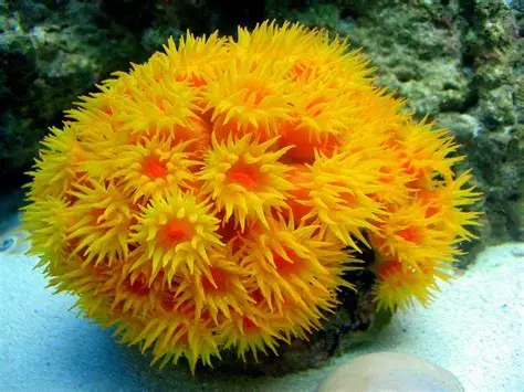 Non-Photosynthetic Corals