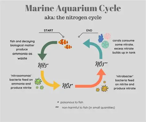 How to Cycle a New Saltwater Aquarium