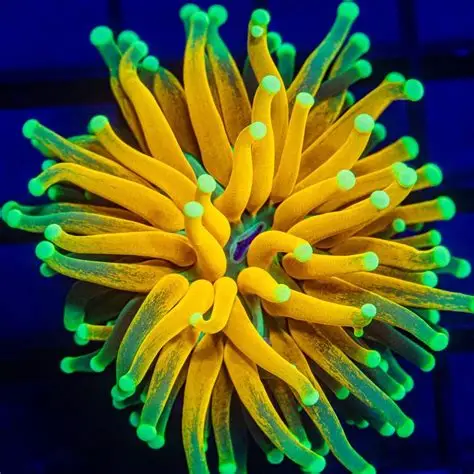 Tiger Torch