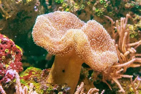 Leather Corals