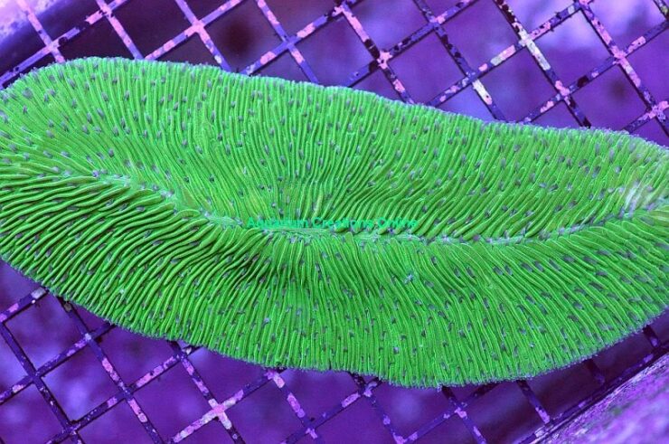 Tongue Coral