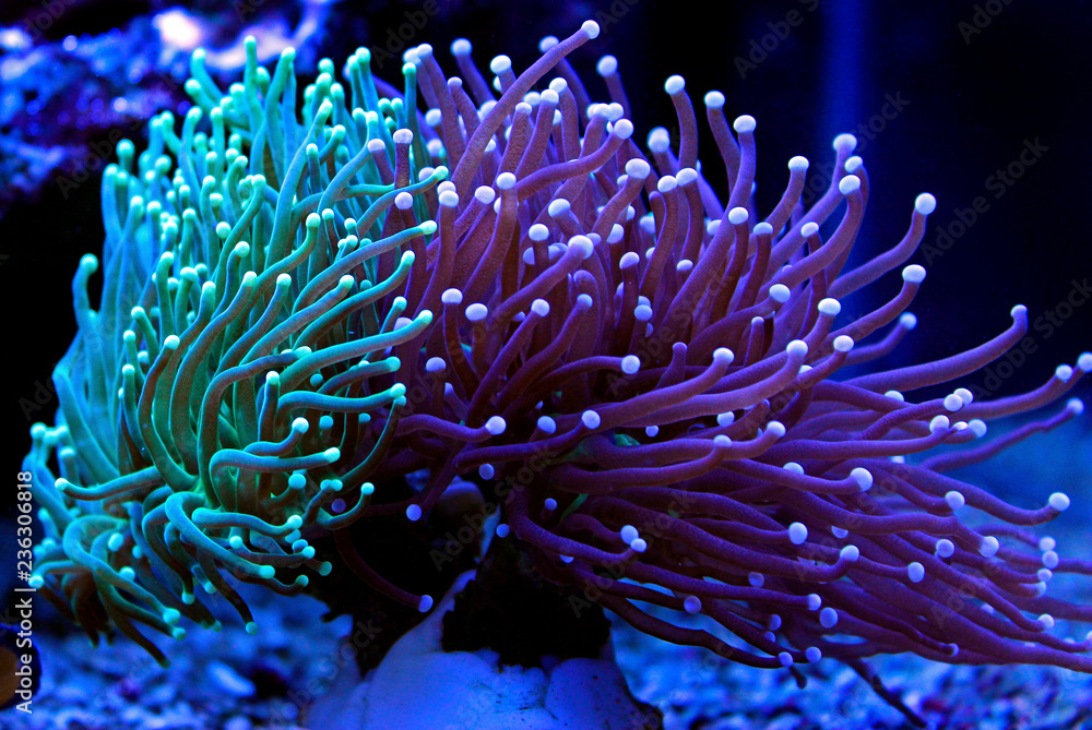 Torch Coral