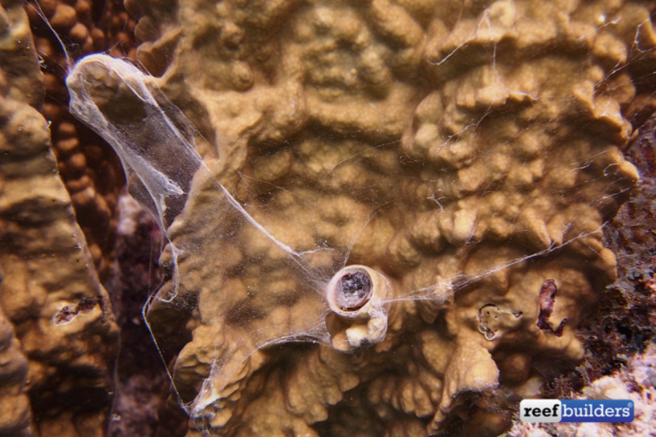 Vermetid Snails: Should You Remove Them?